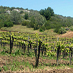 Mt. Harlan AVA's Lone Winery